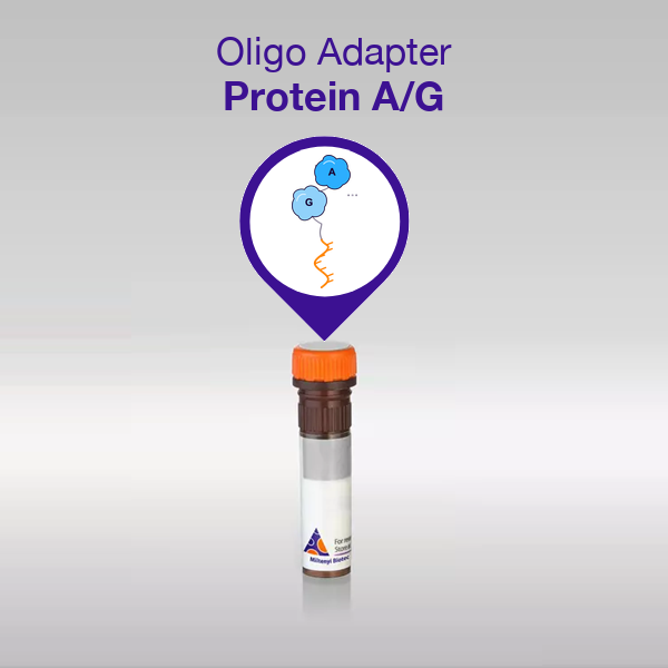 Oligo Adapter Protein A/G vial with a schematic of the single-stranded DNA adapter conjugated to Protein A/G
