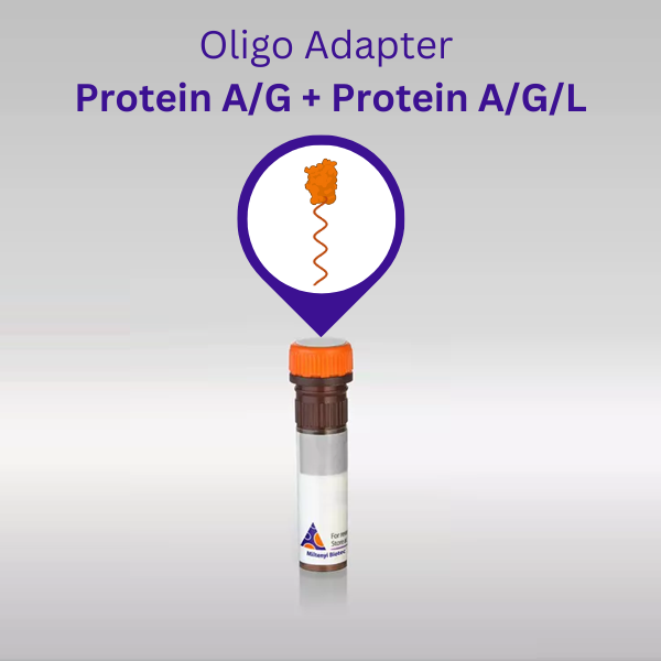 Oligo adapter Protein A/G + Protein A/G/L