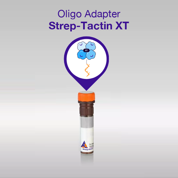 Oligo Adapter Strep-Tactin® XT