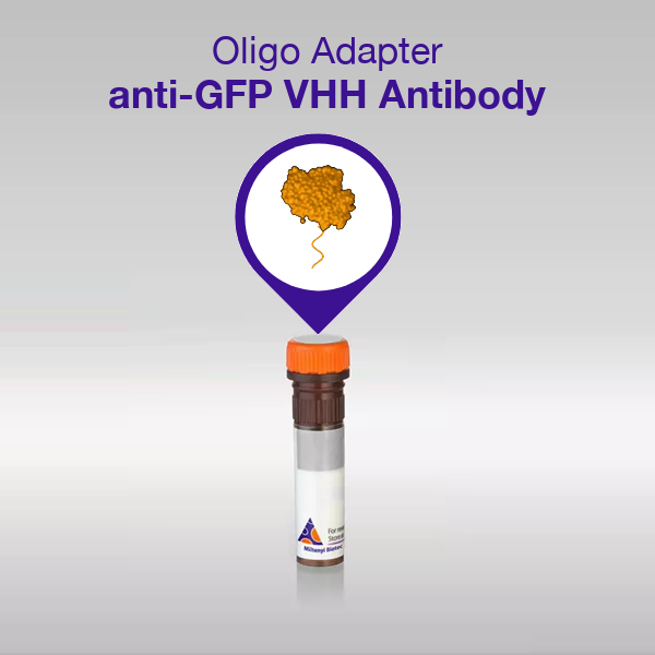 Oligo Adapter anti-GFP VHH Antibody