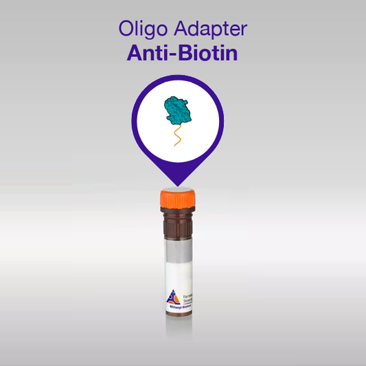 Oligo Adapter Anti-Biotin product image