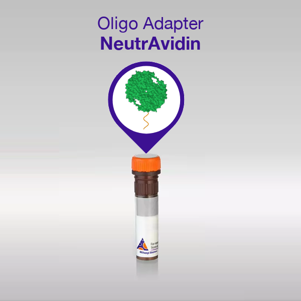Oligo Adapter NeutrAvidin