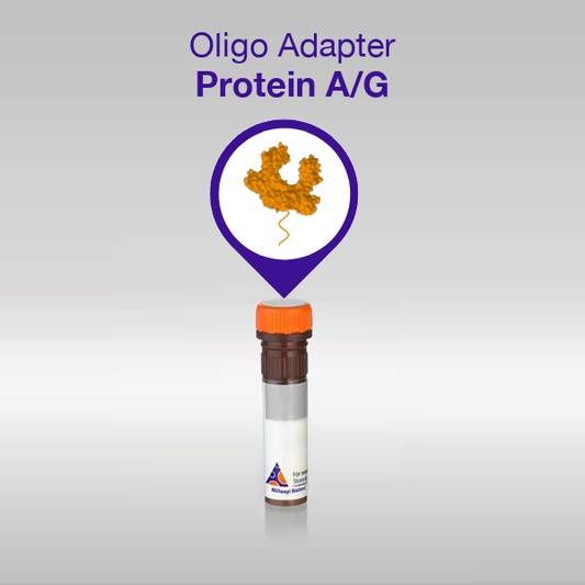 Oligo Adapter Protein A/G + Protein A/G/L