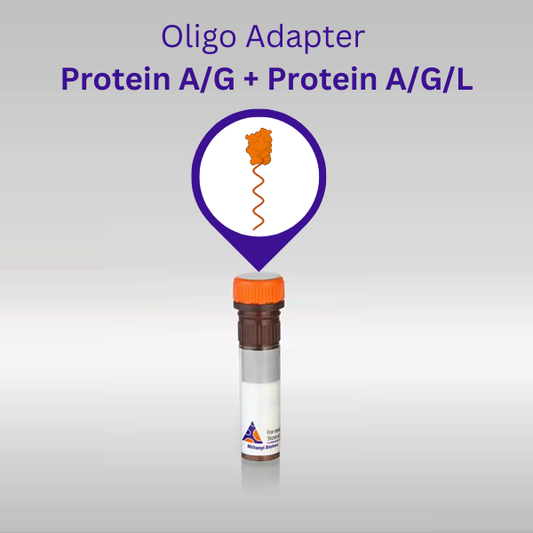 Oligo adapter Protein A/G + Protein A/G/L