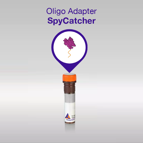Oligo Adapter SpyCatcher product image