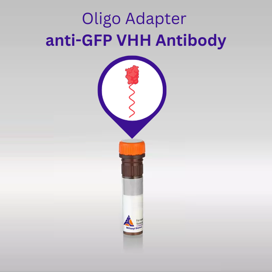 Oligo adapter anti-GFP VHH Antibody