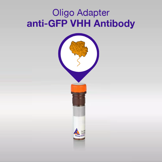 Oligo Adapter anti-GFP VHH Antibody
