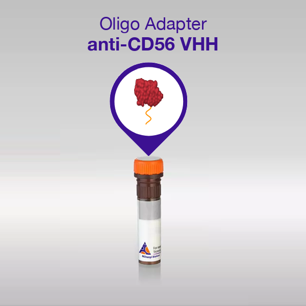 Oligo Adapter anti-CD56 VHH, sequence 06